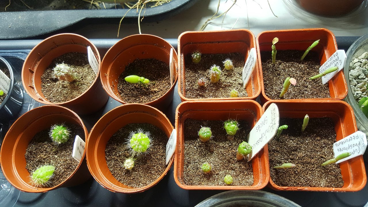 My Cactus & Succulent Seedlings I have grown from Seed UPDATE