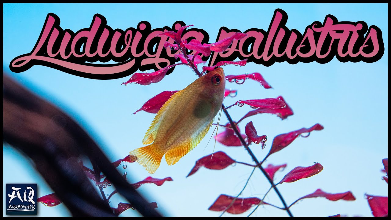 Pflanzenvorstellung: Ludwigia palustris - einfache, dunkelrote Stängelpflanze | AquaOwner