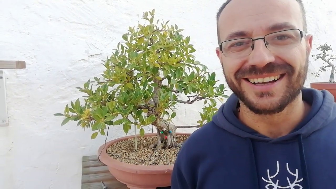 Raices columnares bonsai ficus tiger-bark