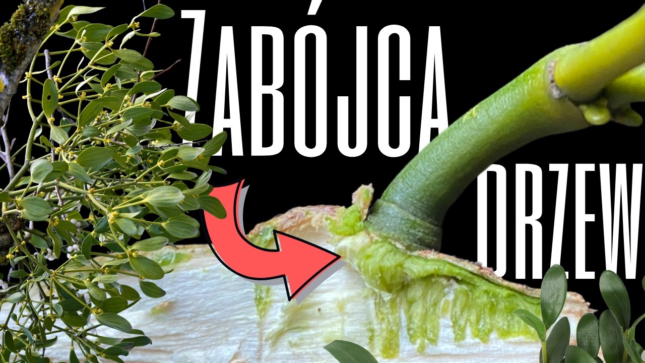 JEMIOŁA: świąteczna ozdoba czy WYROK ŚMIERCI?