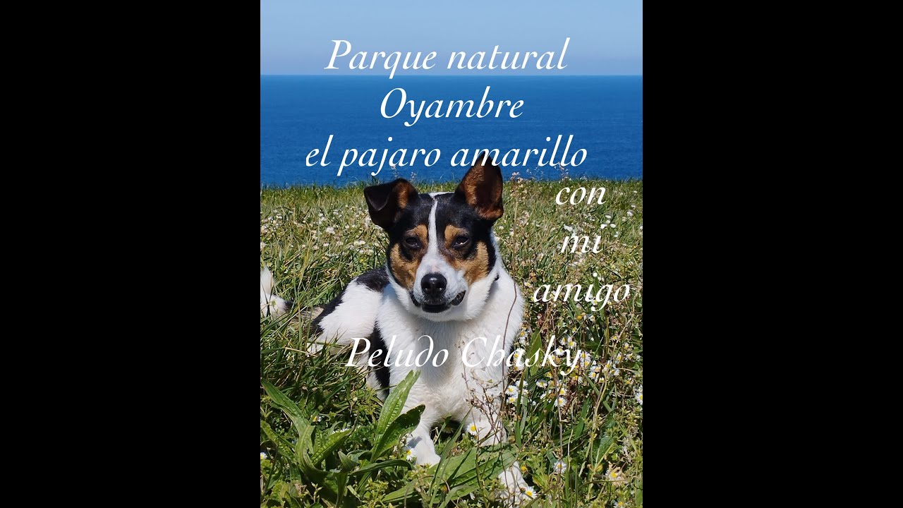 Parque natural de Oyambre, playas de Cantabria, El pájaro Amarillo, ruta familiar; Ria de la Rabia.