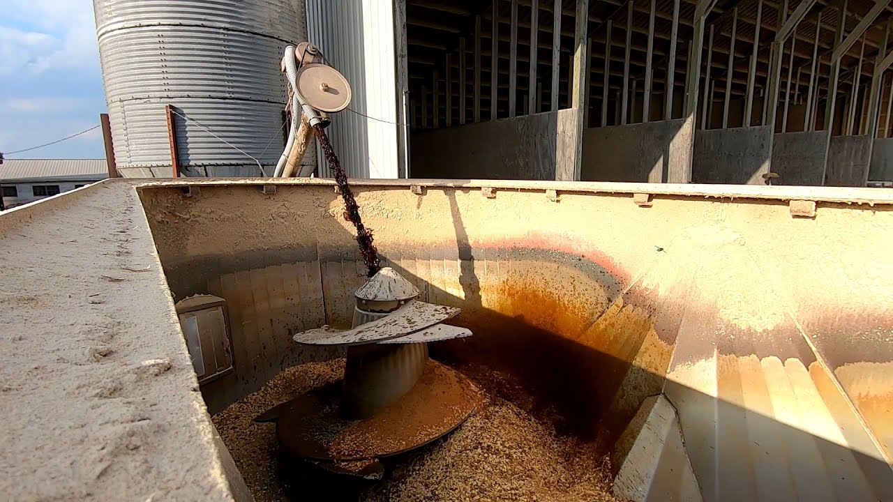 Feeding Molasses & Odd Jobs
