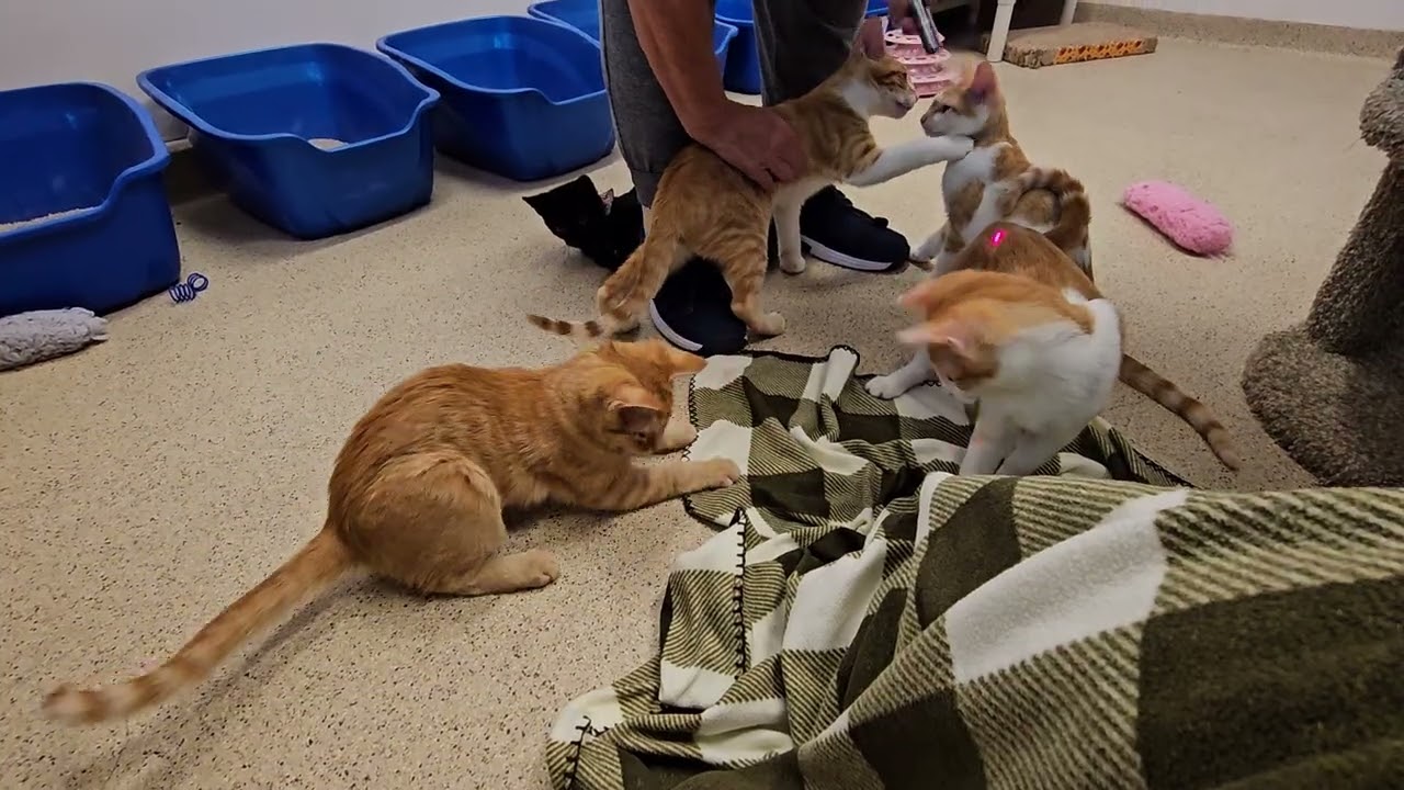 Shelter Kittens Fill Shelter With Dangerous Levels of Orange! [REAL]