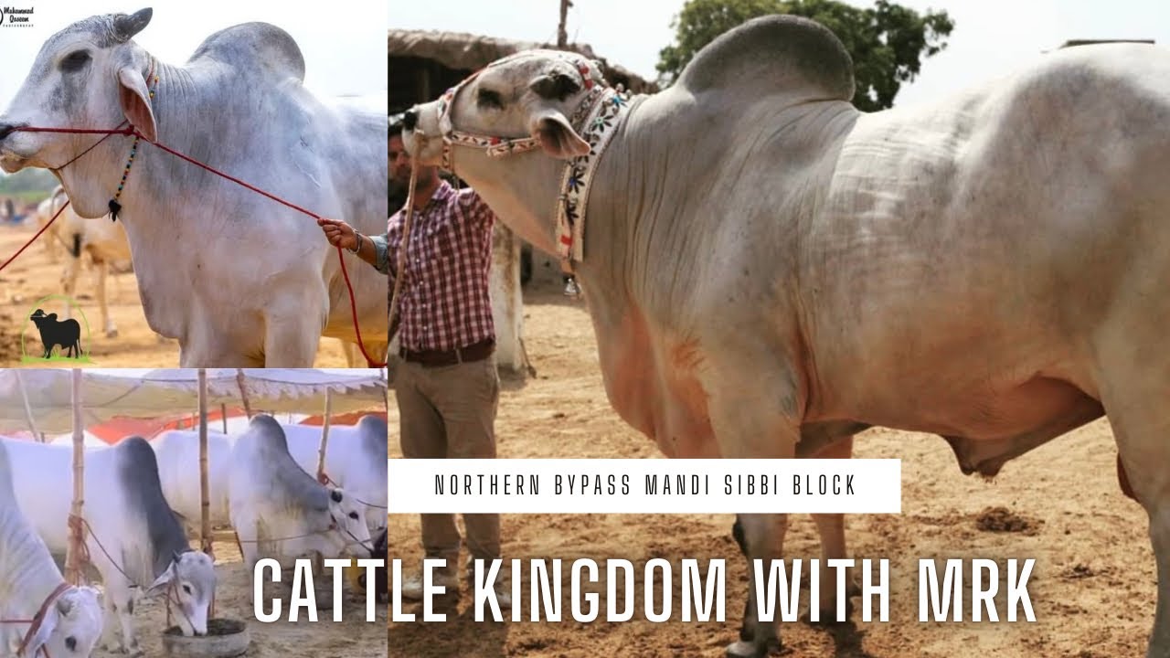 Giant Sibbi Bull 2k25 | The Heaviest Bull Breed in Pakistan | Sibbi Block Northern Bypass Mandi 2025