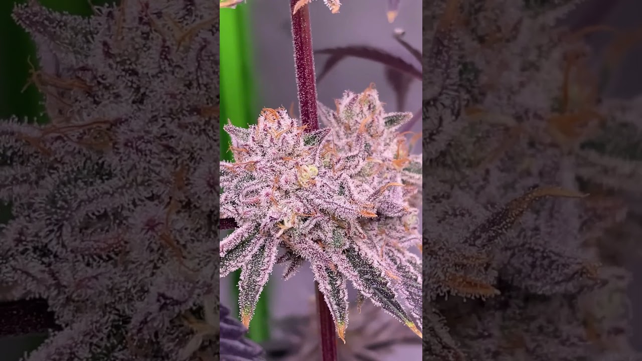 Slurricane #7 S1 | Day 49 Flower #shorts