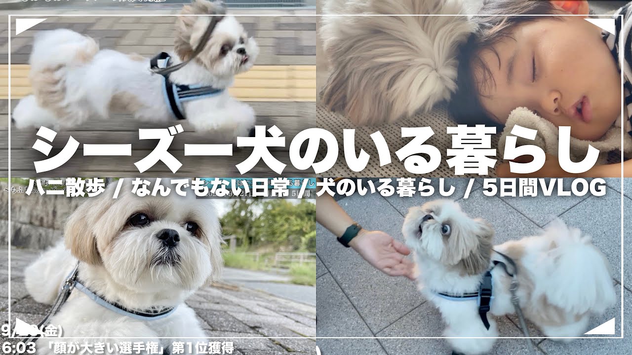 #9-④ 【VLOG】もふもふ可愛いシーズー犬と家族の日常（2023年9月26日〜9月30日) 5日間 / Shih Tzu takes a walk everyday in September.