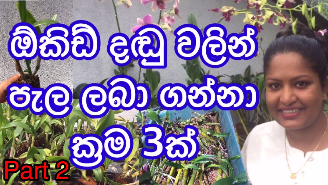 How to Make #orchid #plants/ How To Grow Small Orchid in Sinhala / ඕකීඩ් දඬු වලින් අලුත් පැළ ලබා ගමු