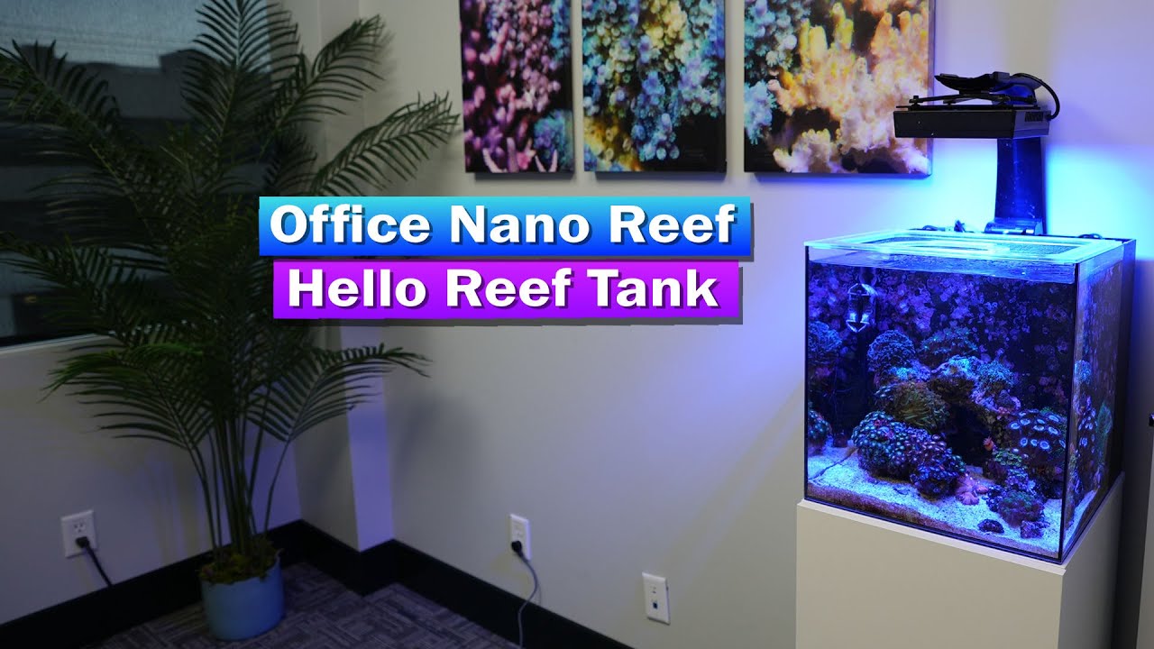 Обновление информации о рифовом аквариуме Office Nano Reef:
