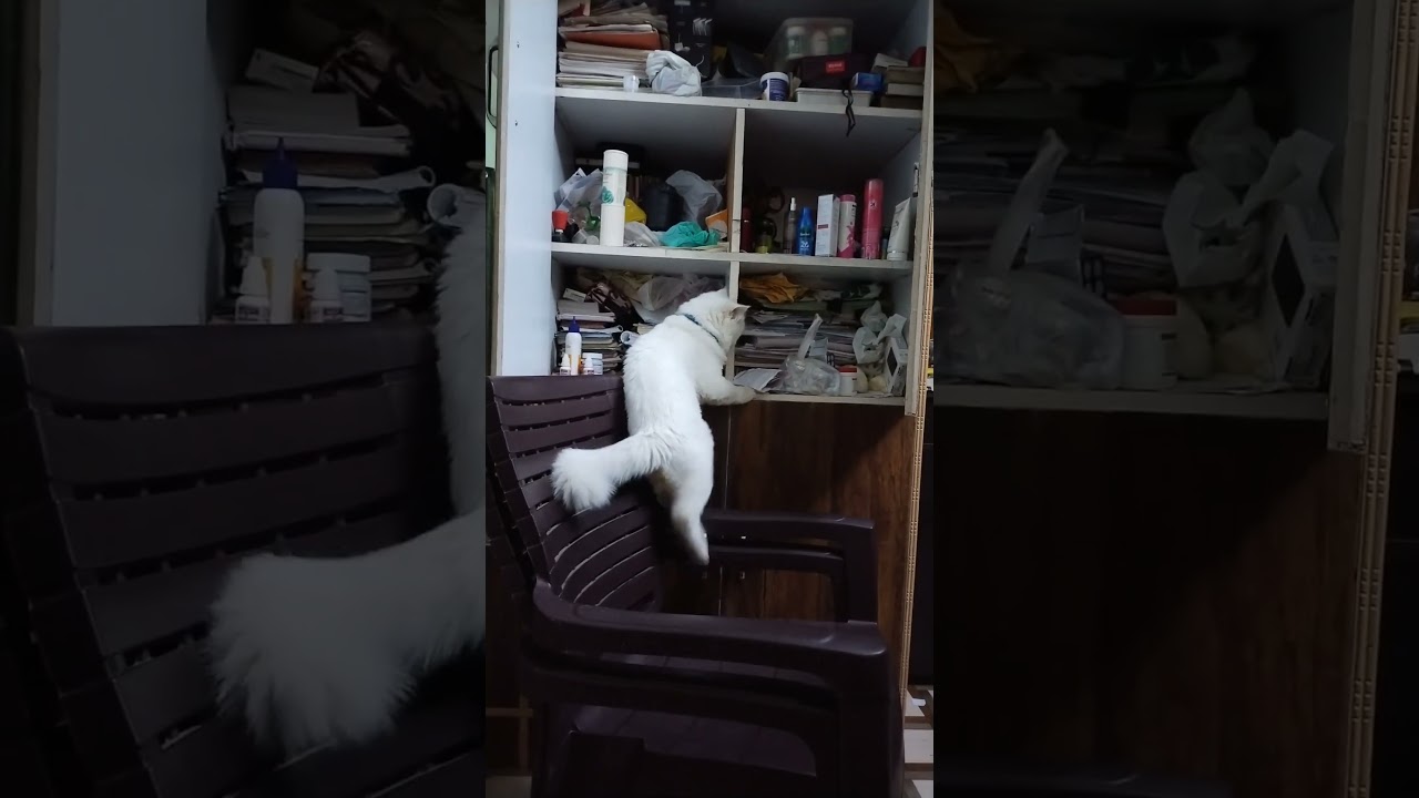 #ayzal #funny #cat#trending #viral #punna