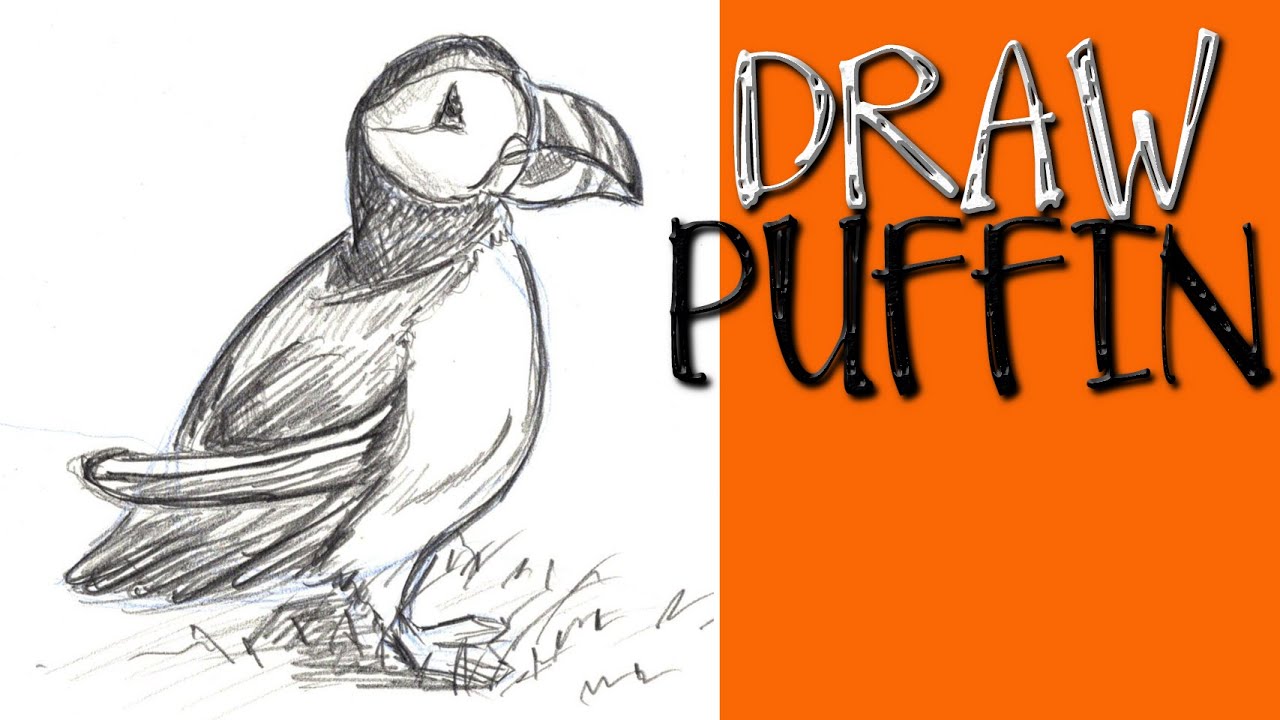 HOW TO DRAW A PUFFIN BIRD Step by Step Pencil Drawing Tutorial. Guided realistic bird sketch