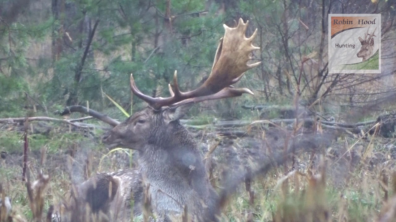 Hunting fallow deer in Poland with Robin Hood Hunting Agency