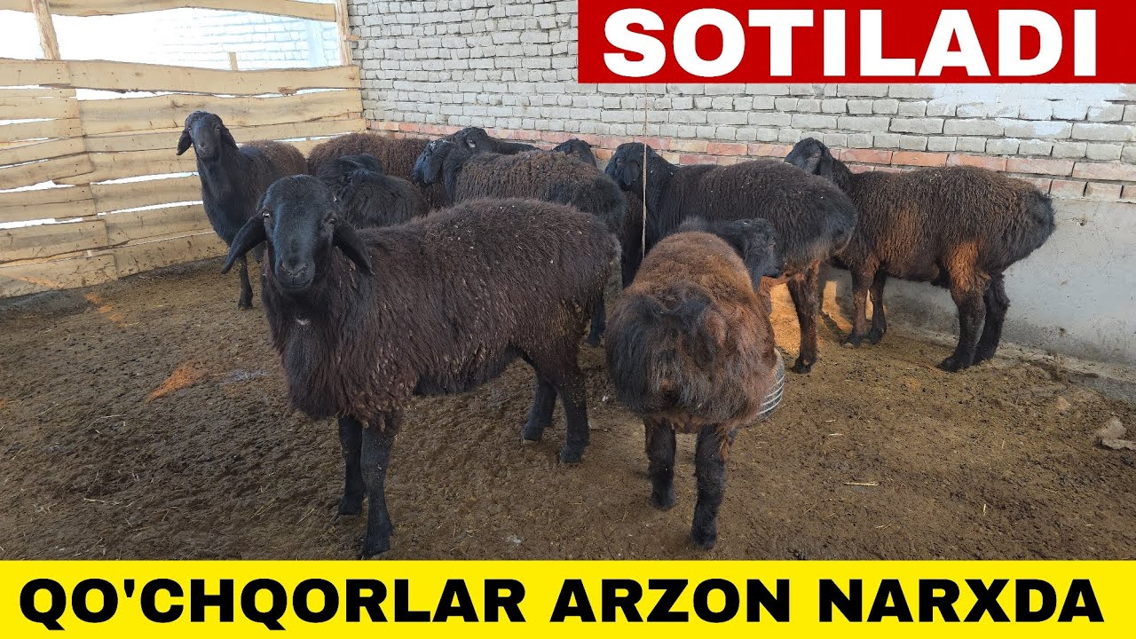 Qo'ylar Arzon Sotiladi +998339839494 +998912849252