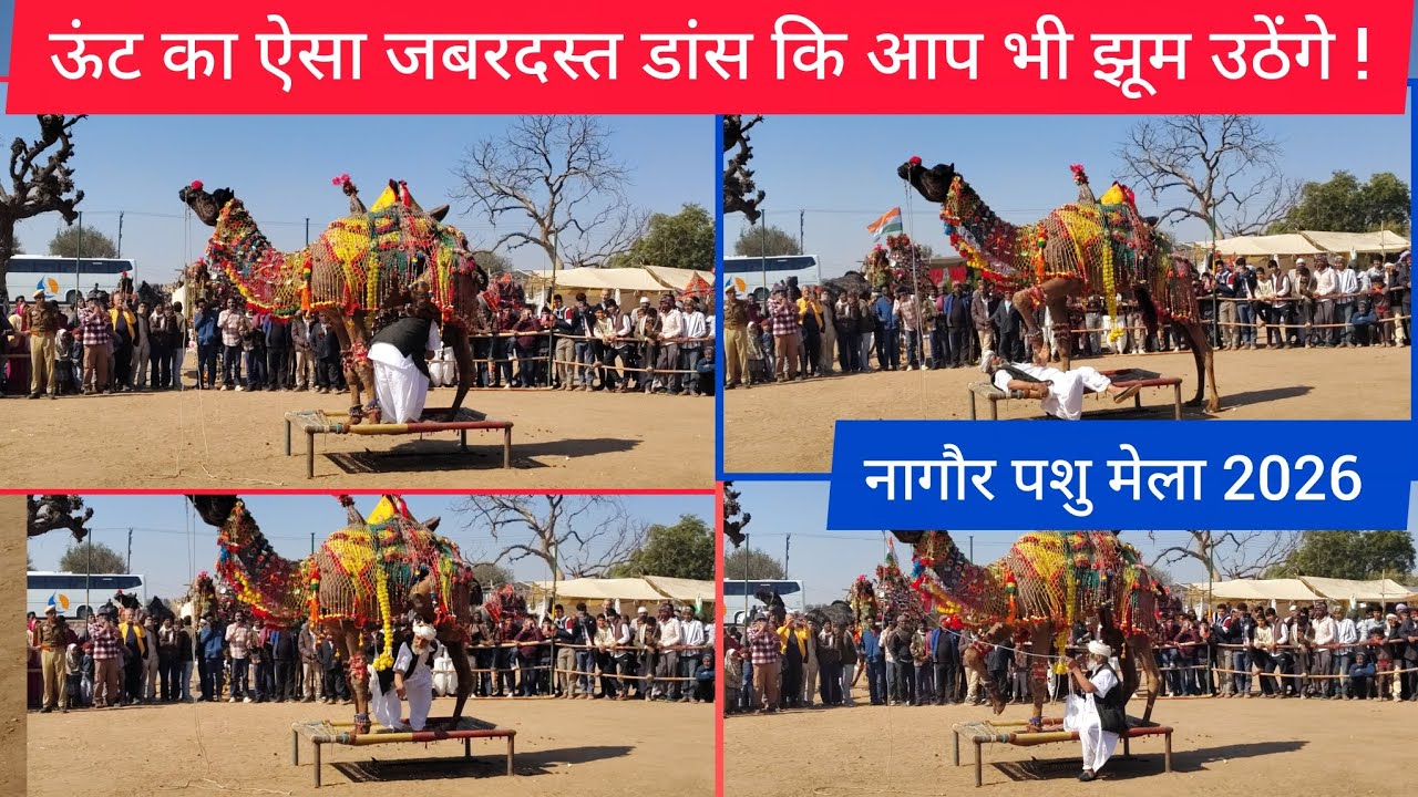 नागौर मेला 2024: ऊंट का ऐसा जबरदस्त डांस कि आप भी झूम उठेंगे ! Nagaur pashu mela 2026 नागौर पशु मेला