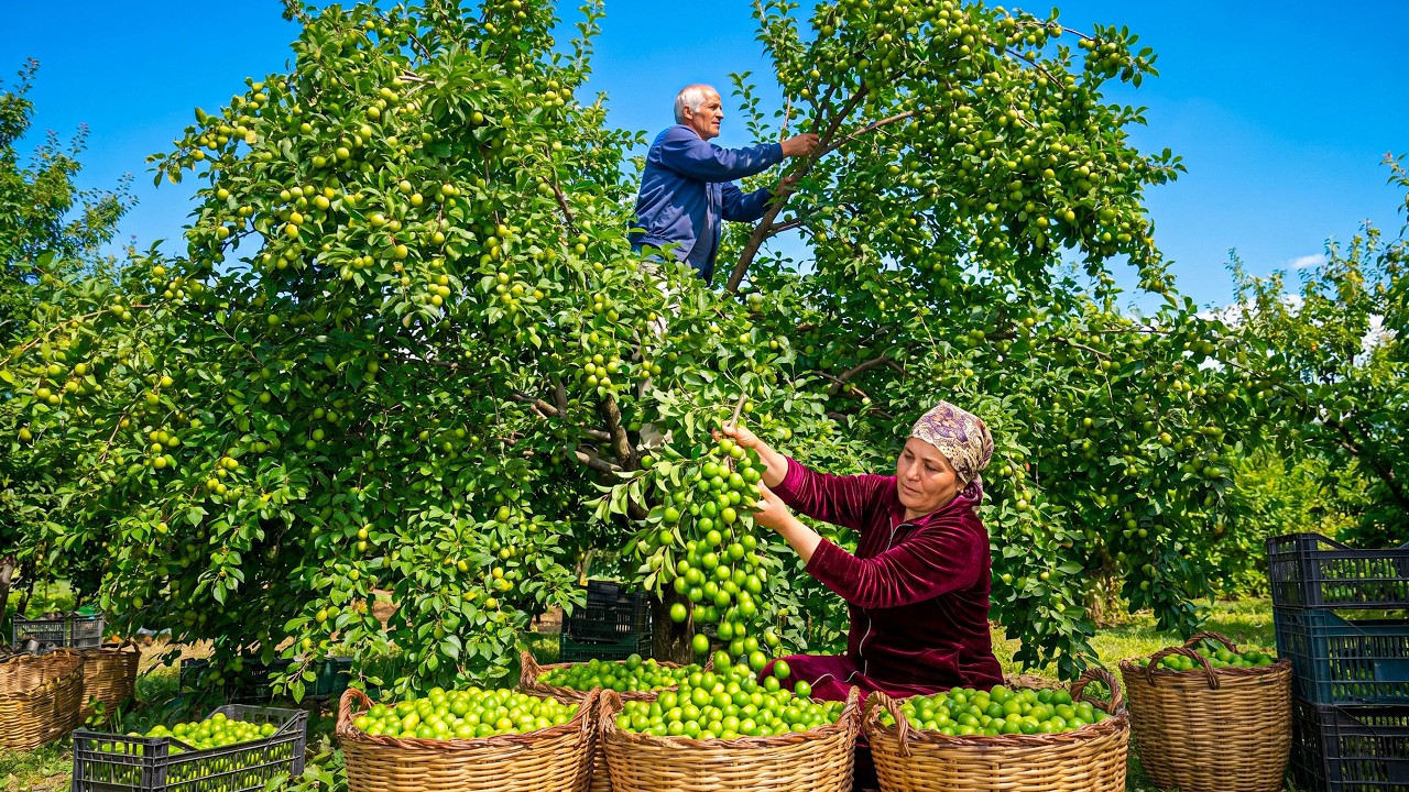 Cherry Plum Harvest: Capturing Summer&rsquo;s Flavor in Every Jar! | Traditional Village Life