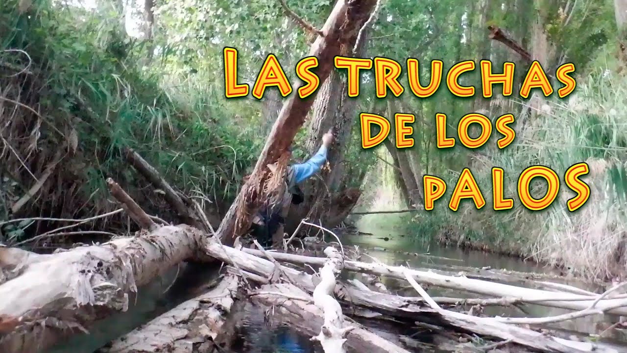 Las Truchas de los Palos | Técnicas de Pesca a Mosca Seca en Ríos y Arroyos