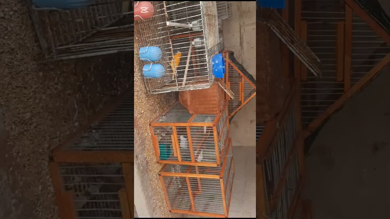 PERDON POR LA AUSENCIA PERO TIENEN UNAS CAPTURITAS