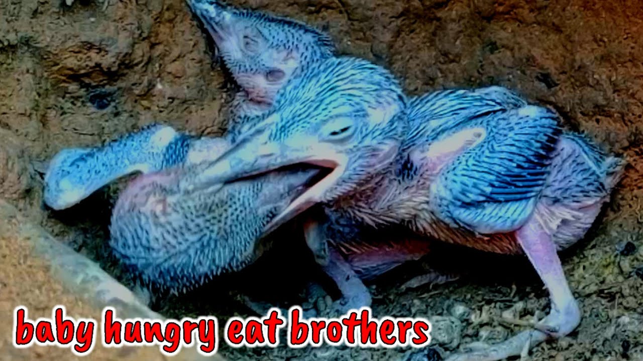 AKIBAT KELAPARAN‼️ ANAK BURUNG SALING MAKAN DAN SERANG