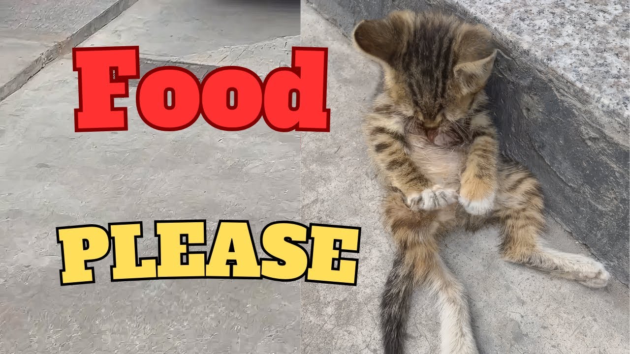 Этого бродячего котенка мучило голодом, пока это не произошло