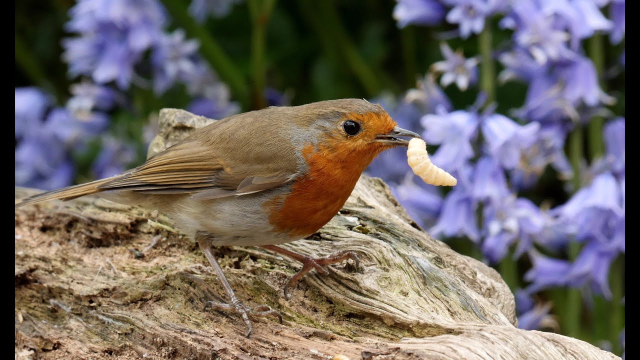Scenes from an English urban garden #1  UHD 4K