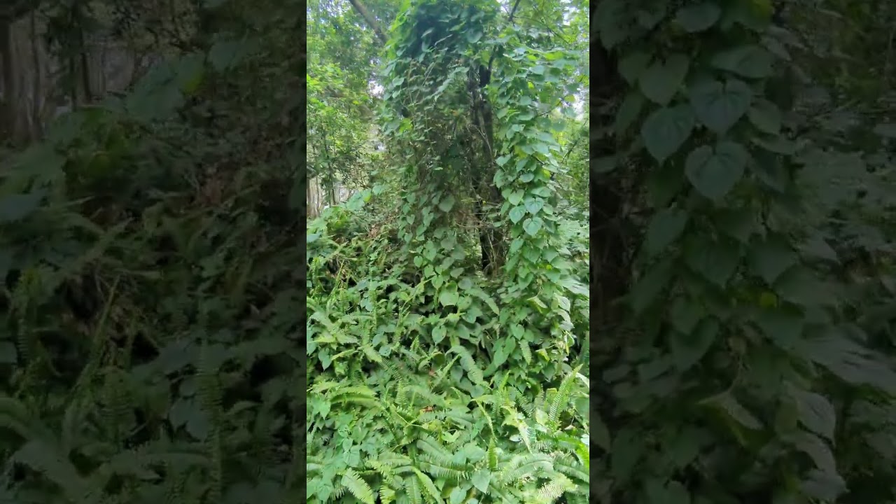 Ferns & Air Potato Plant on Magical Vines, Hawaiians Ate It in Times of Famine but It's Poisonous!