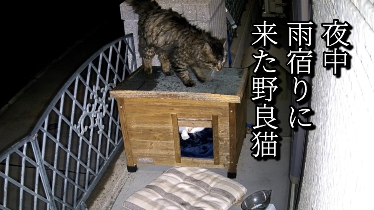 ずぶ濡れで雨宿りに来たふわふわな野良猫が取った驚きの行動とは！？