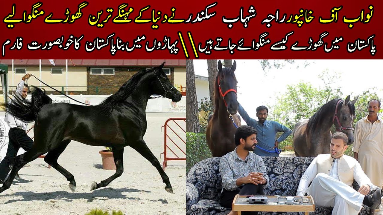 How we can import horses in Pakistan | RSS stud farm Beautiful Arabian , spanish horse | information
