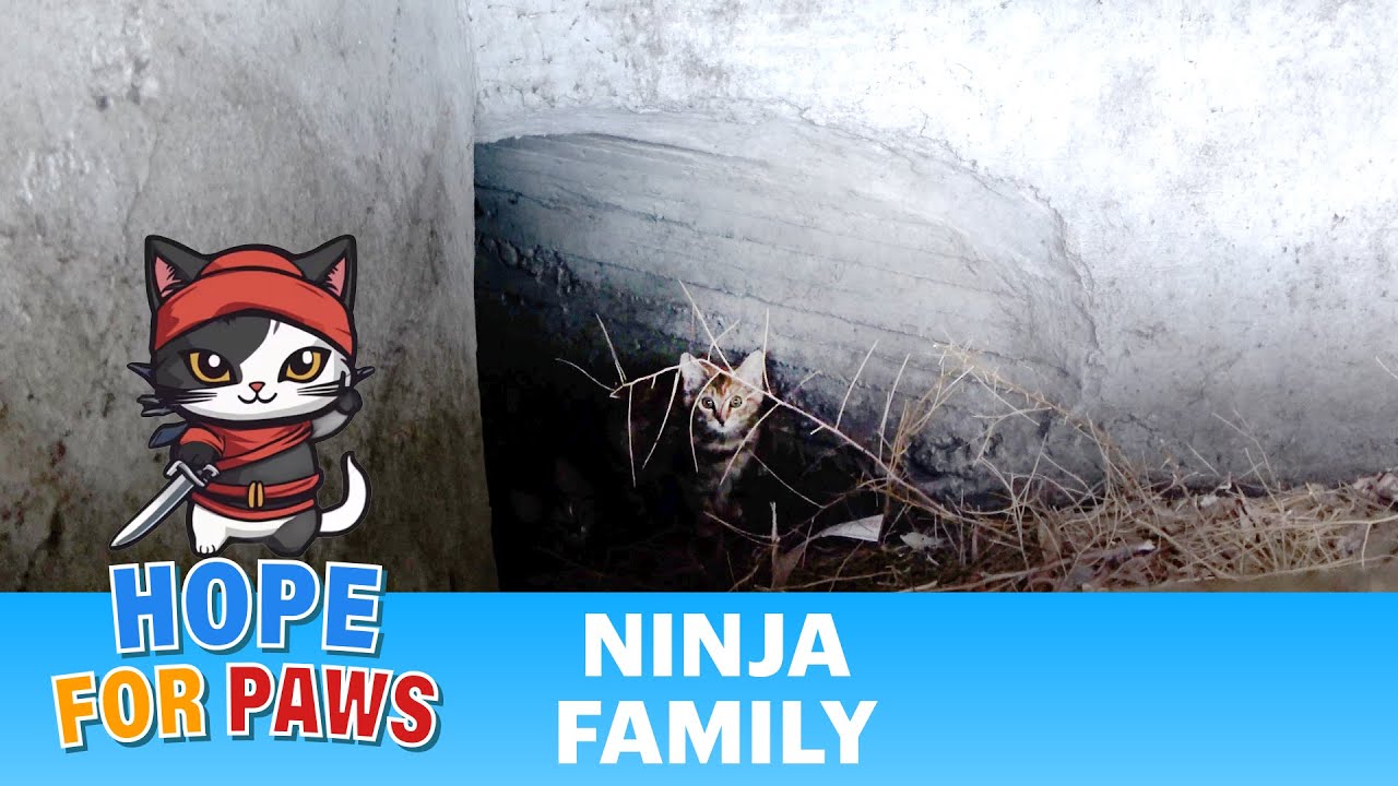 Kittens born under the freeway in a storm drain 🙀🙀🙀🙀 #kittenrescue