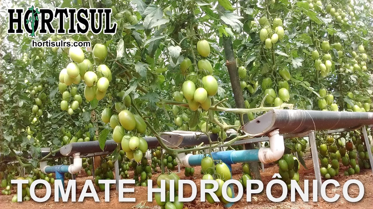 Produção de Tomate Hidropônico - Hortisul
