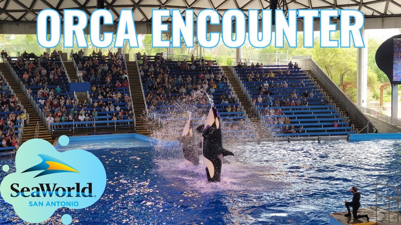 Orca Encounter (Full Show) - SeaWorld San Antonio