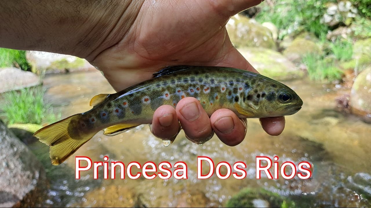 PESCA AS TRUTAS EM 3 LOCAIS DIFERENTES !!!
