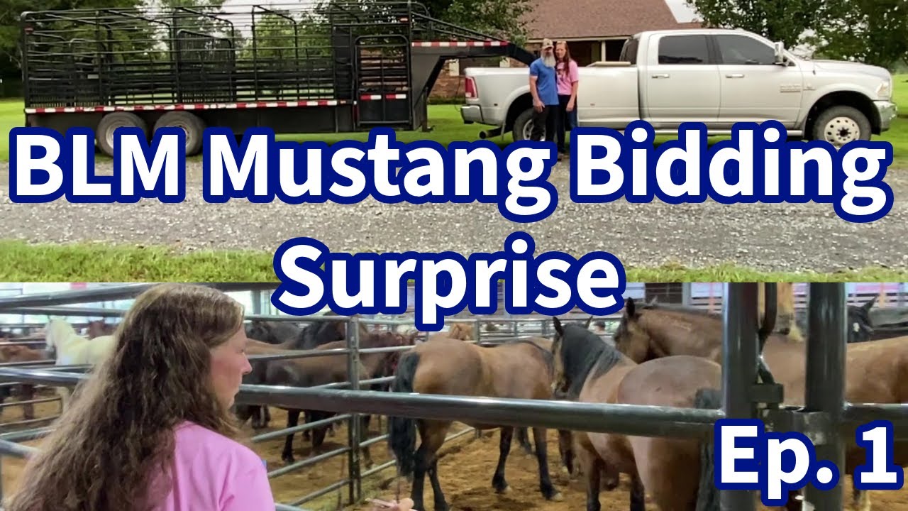 Unexpected Twist at BLM Mustang Adoption | TX Horse Adoption Road Trip Ep.1
