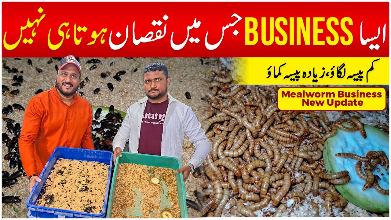 How to Breed Mealworm | Mealworm Farming Pakistan 2025 | Mealworm Life Cycle | Abbas Ka Pakistan