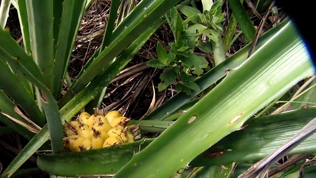 Gravatá ou caraguatá do campo tem que saber comer