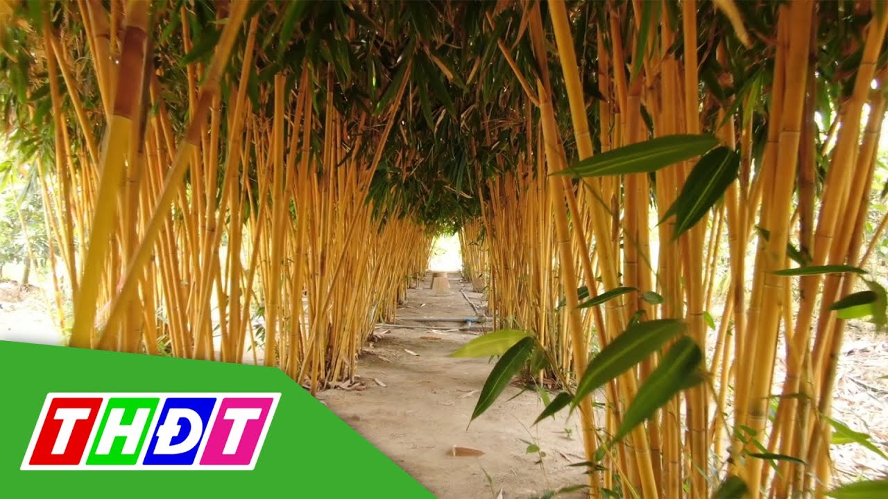 Trúc vàng - Cây cảnh mới hút người thưởng lãm | THDT