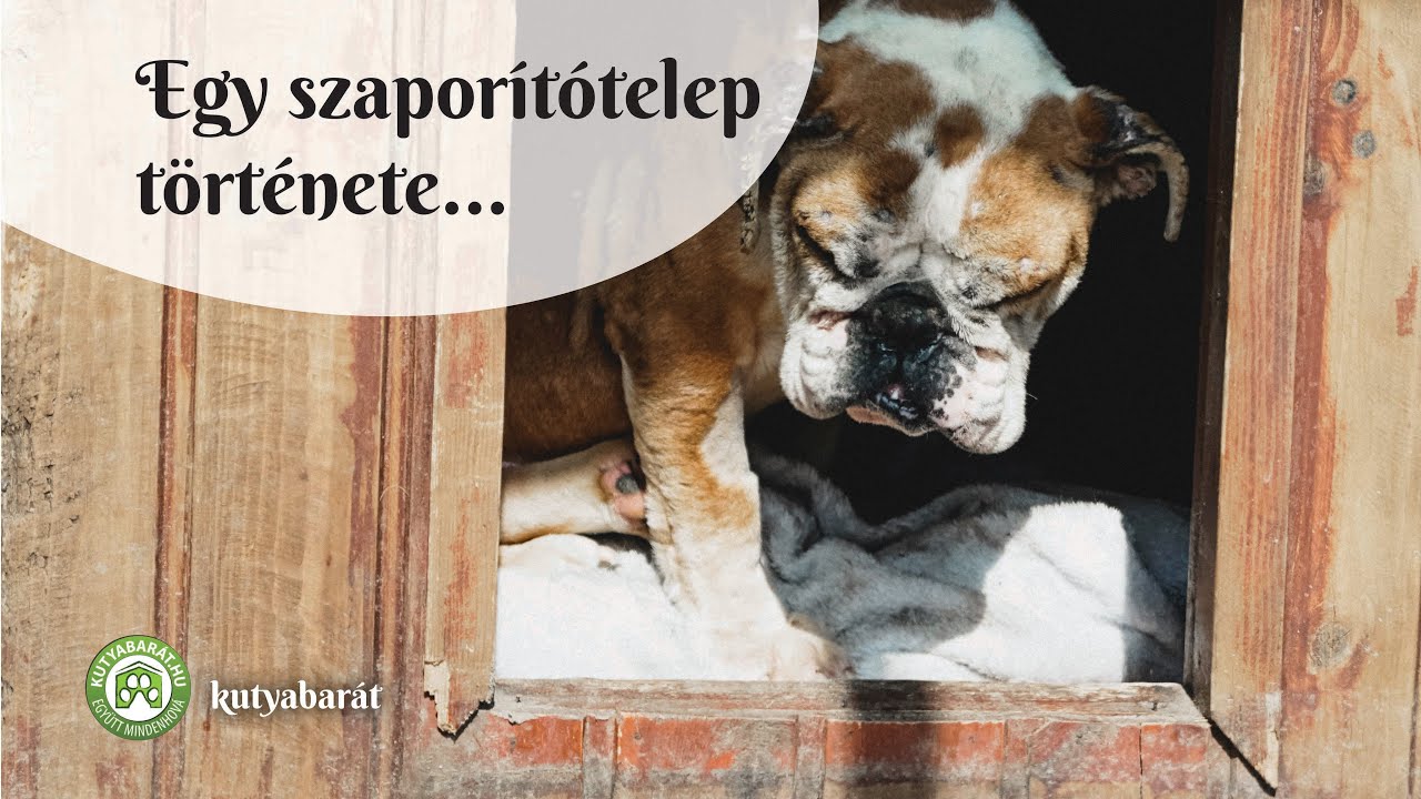 Ezért NE szaporítótól vásárolj! 🐾 - A nyírbogáti horrortelep