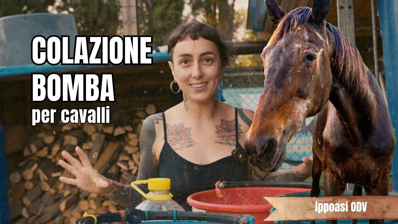 Colazioni bomba per cavalli