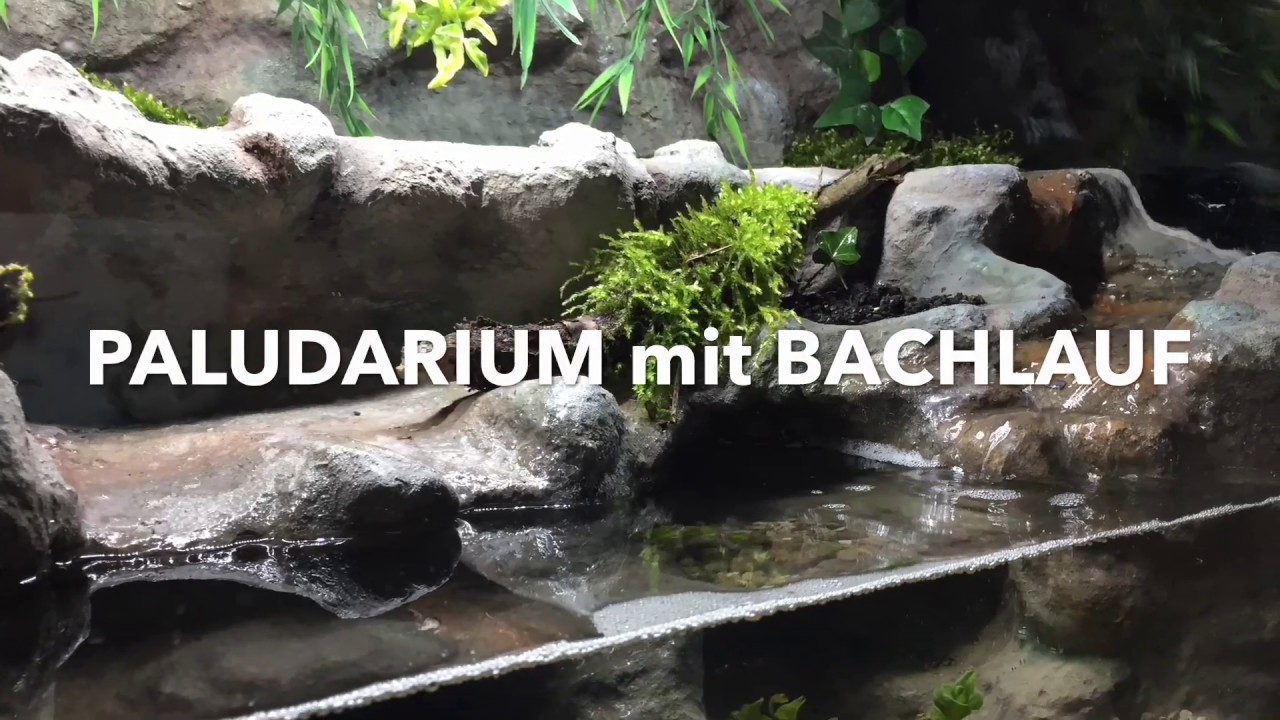 Paludarium mit Bachlauf / Making of