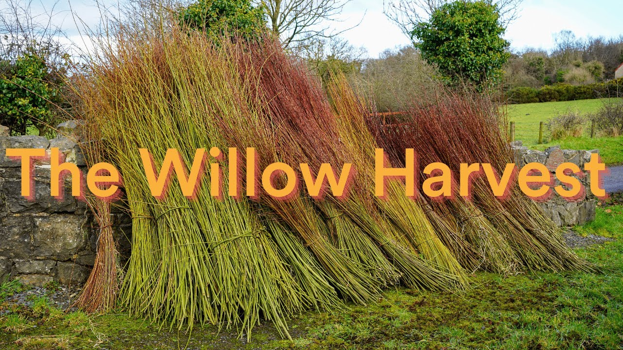 The Willow Harvest: Lifecycles of the Land | Ulster Folk Museum