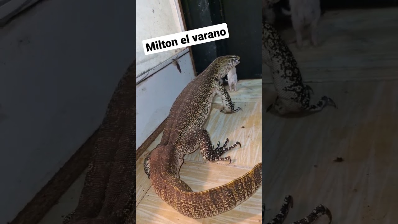 #varano #reptiles