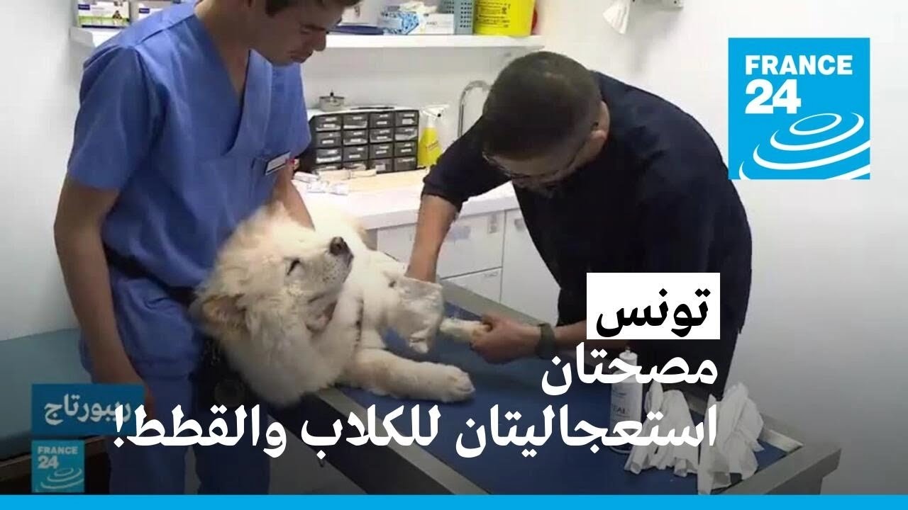 تونس.. أول سيارة لإسعاف الحيوانات الأليفة في أفريقيا