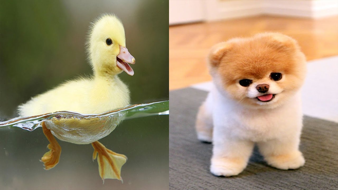 LOS ANIMALES MAS BONITOS Y TIERNOS DEL MUNDO - JIM VIDEOS