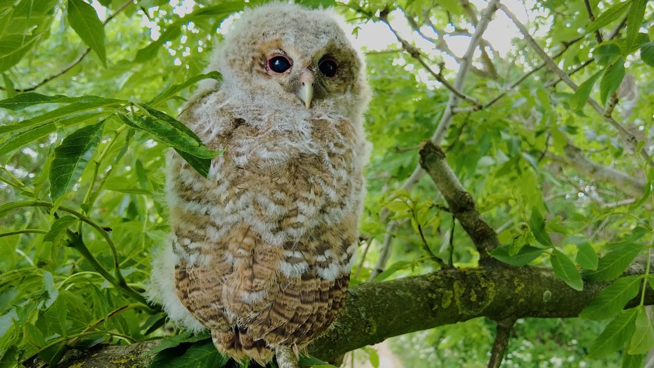 Tawny Owl Chicks Flourish Against All Odds  | Full Story | Bonnie & Ozzy | Robert E Fuller