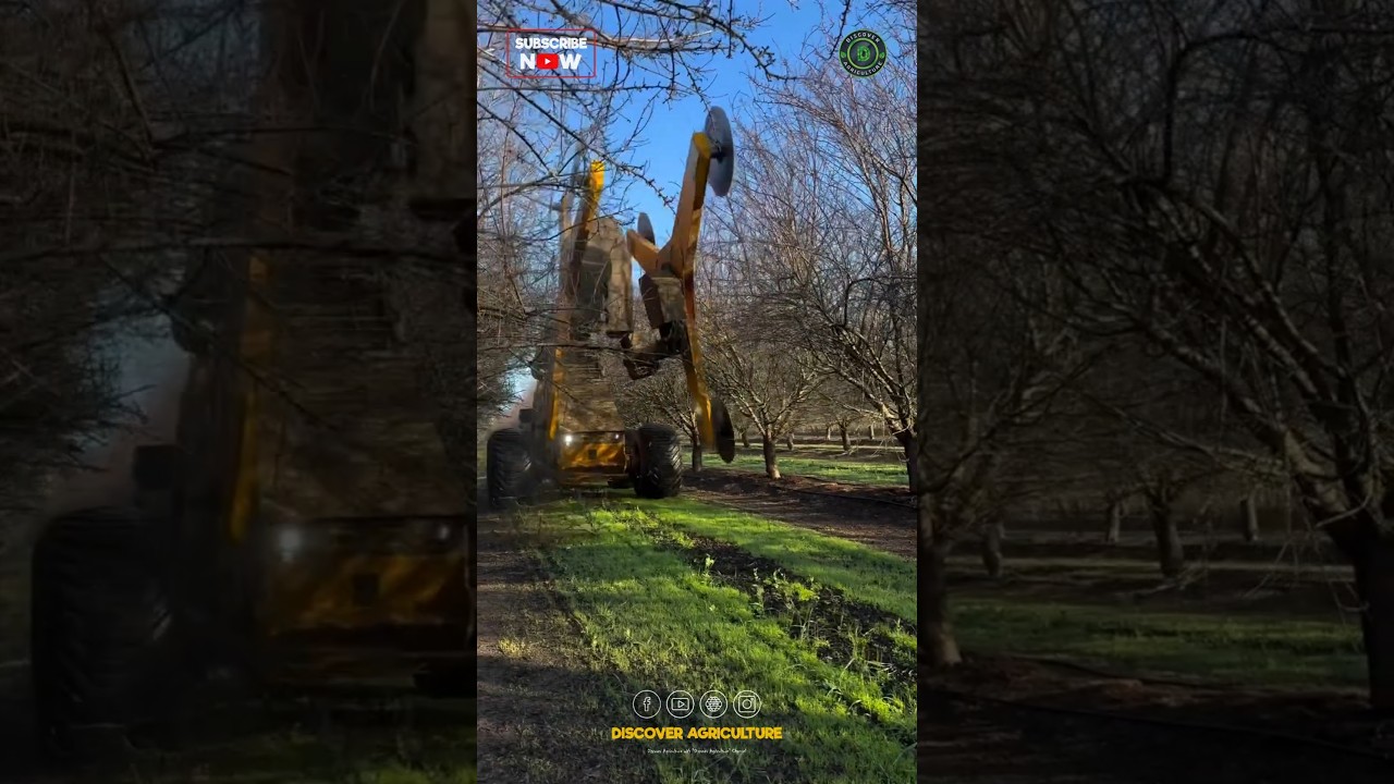 Tree Branch Pruning Machine