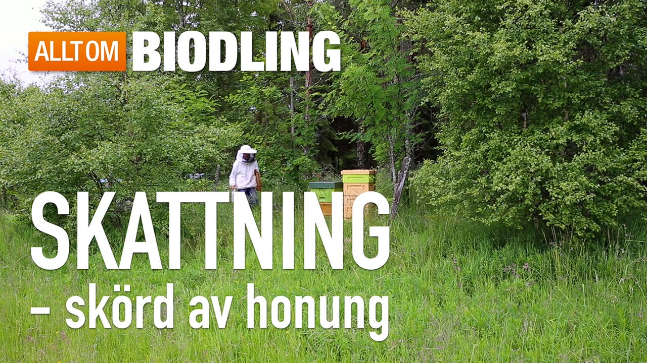 Skattning - Skörda honung - Biodling