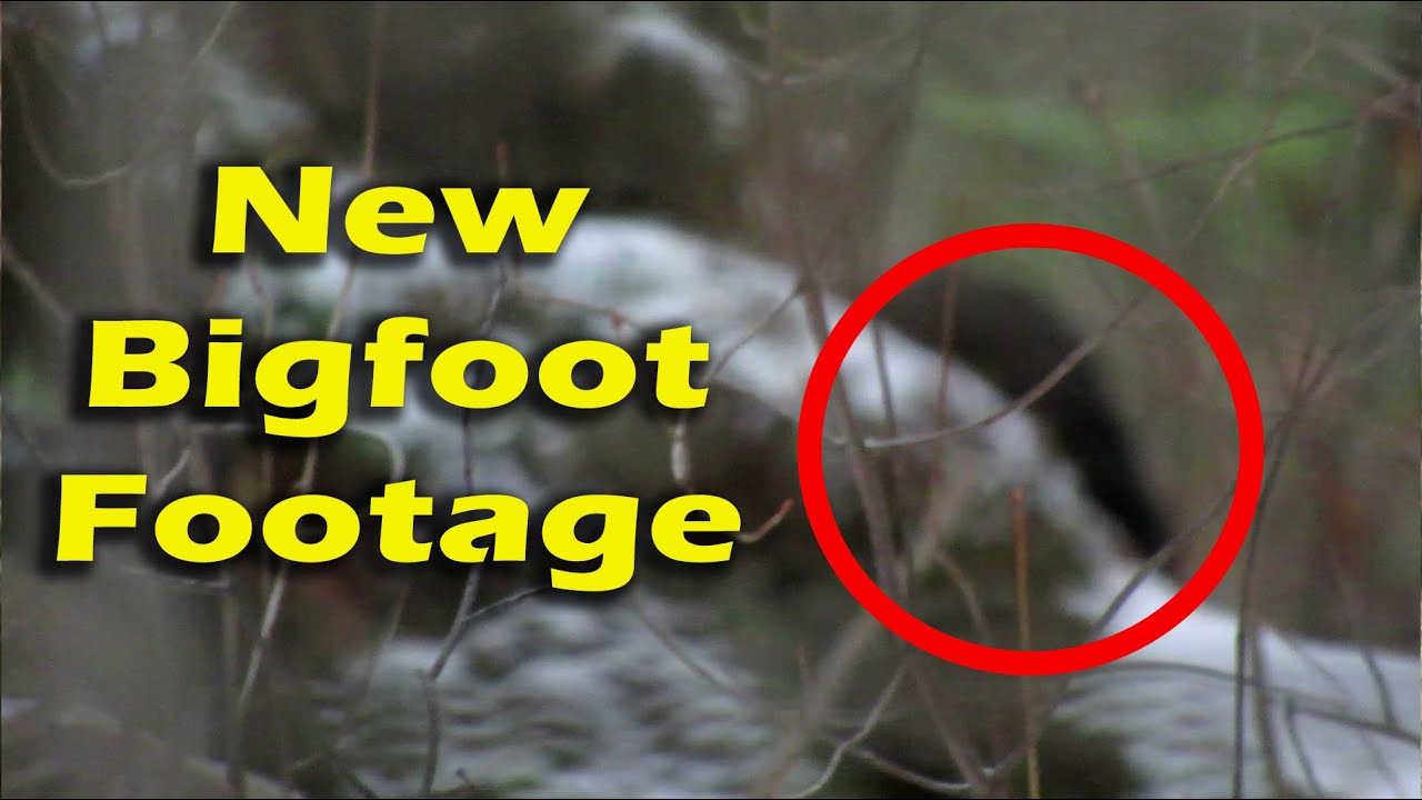 Новый кадр из видео с Бигфутом. Новые кадры с Сасквочем от Тодда Стэндинга.