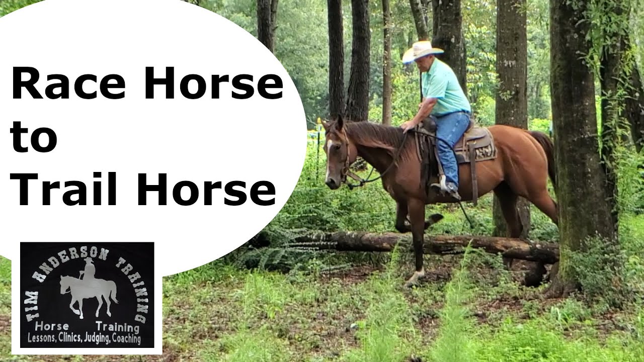Retraining a race horse that is now a trail horse