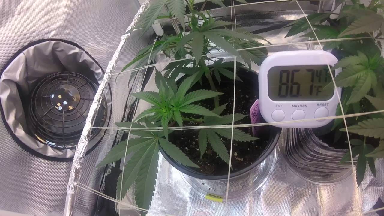 Cfl Grow Tent Week 2 GSC/Trinity Kush