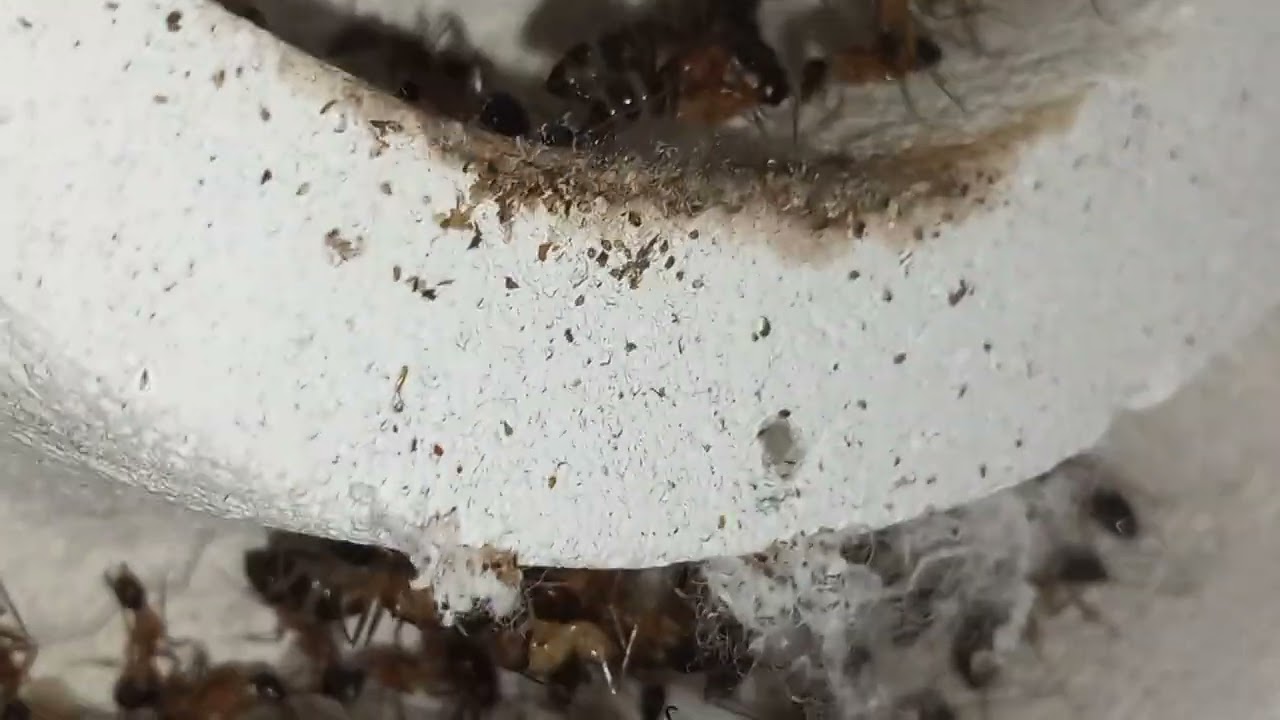 Camponotus Fehlla