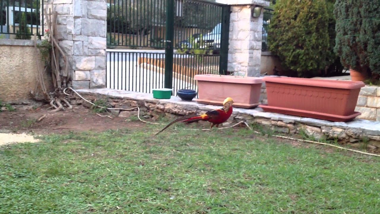 GOLDEN PHEASANT VS QUAIL