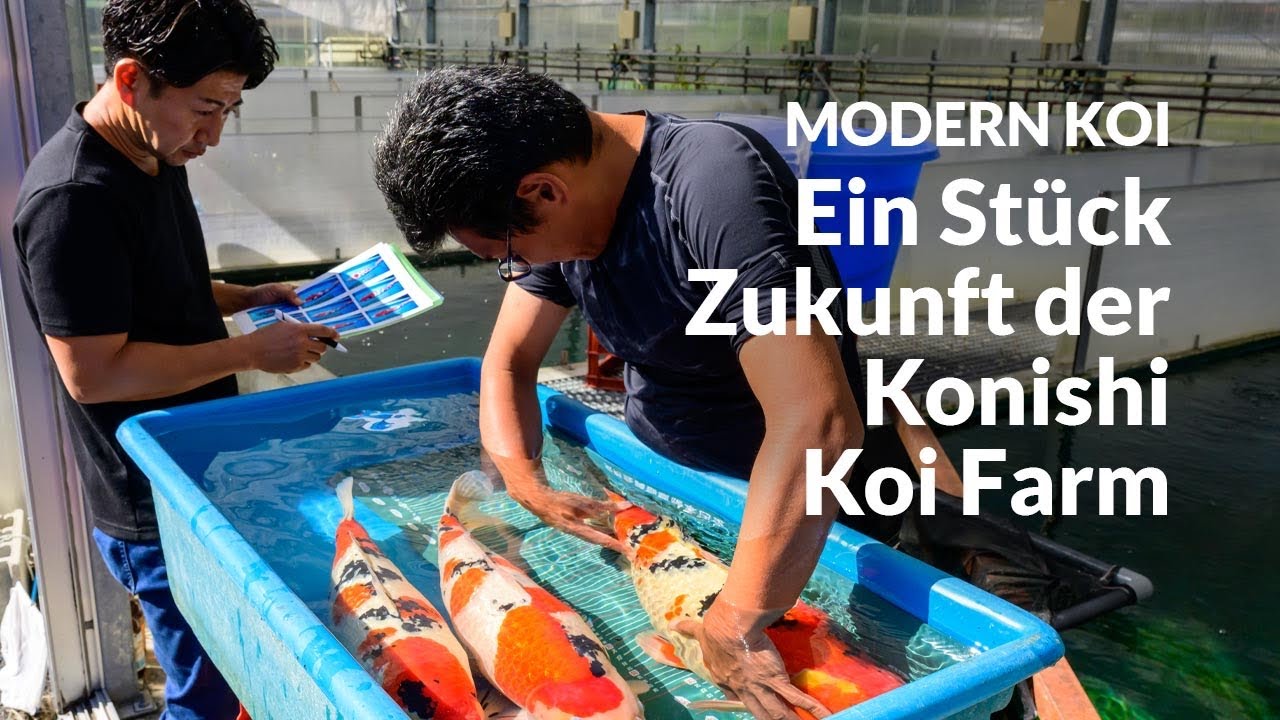 Die Elterntiere aus Hongou Ue/Shita | Modern Koi Blog Japan #7685